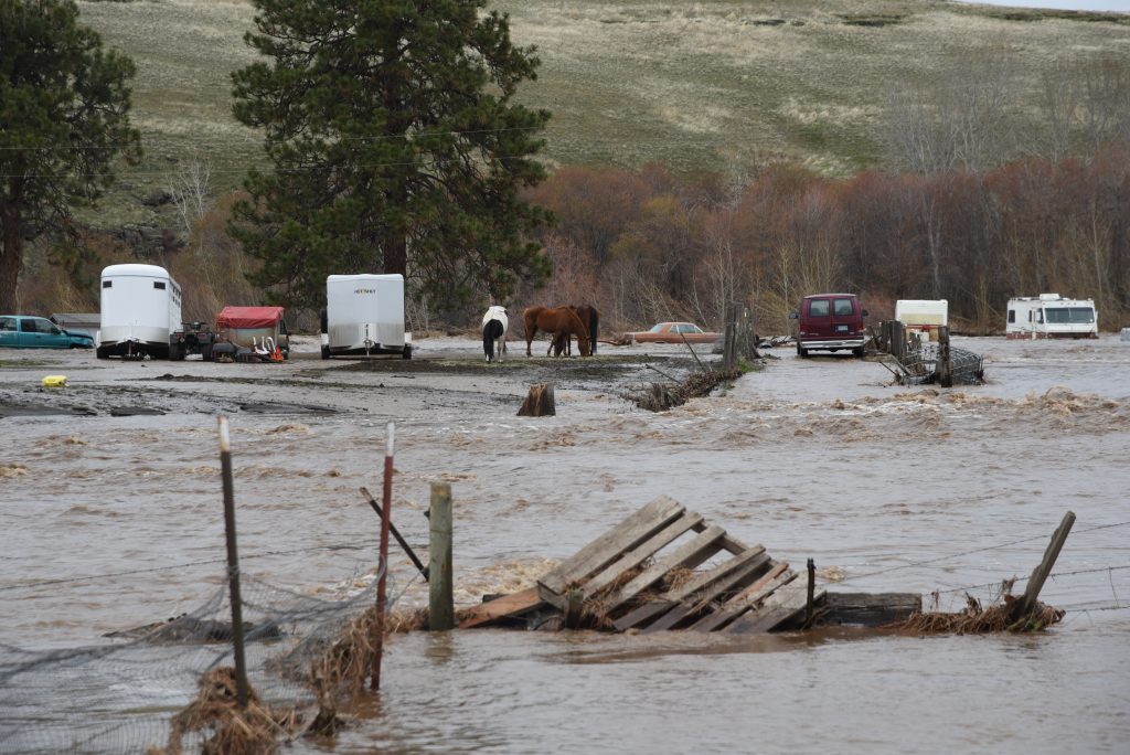 Two horses stranded on an island during flooding.