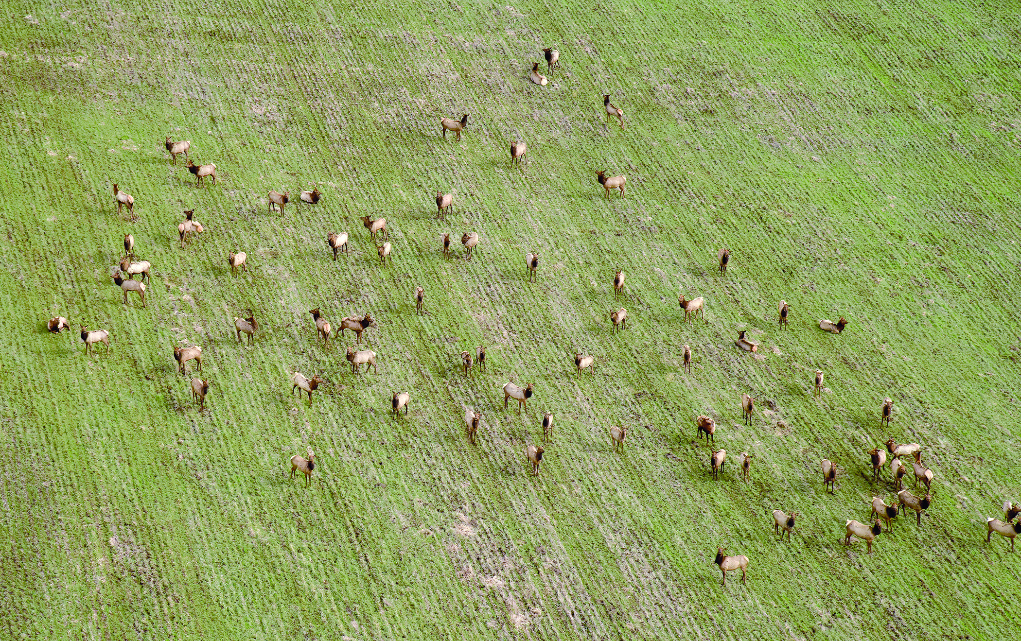 Part of a bigger herd of Rocky Mountain elk graze on upcoming wheat in a field south of the Umatilla River in February. Winter hasn’t been too tough on big game this year and with March already here the outlook for more cold gets less and less.