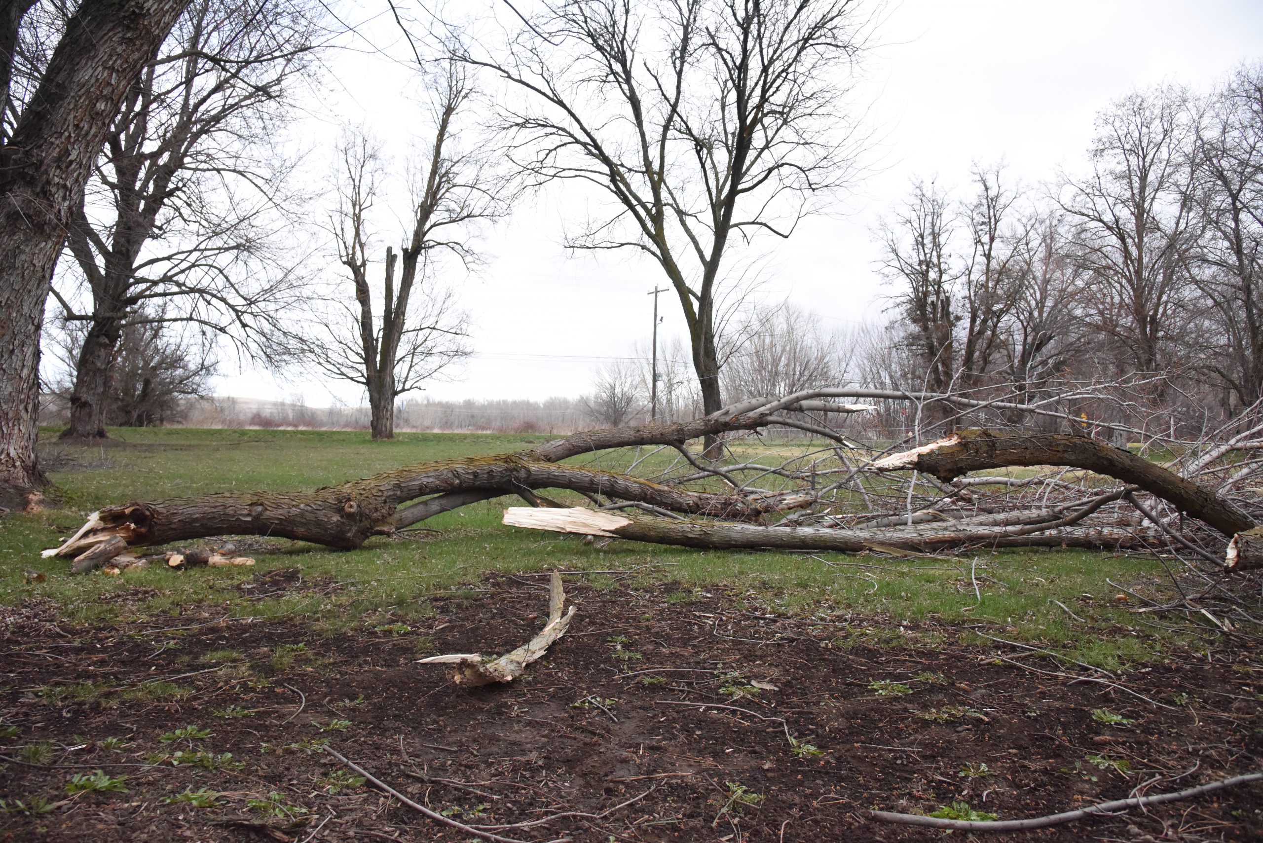Photo of downed tree limbs in Mission, Oregon.