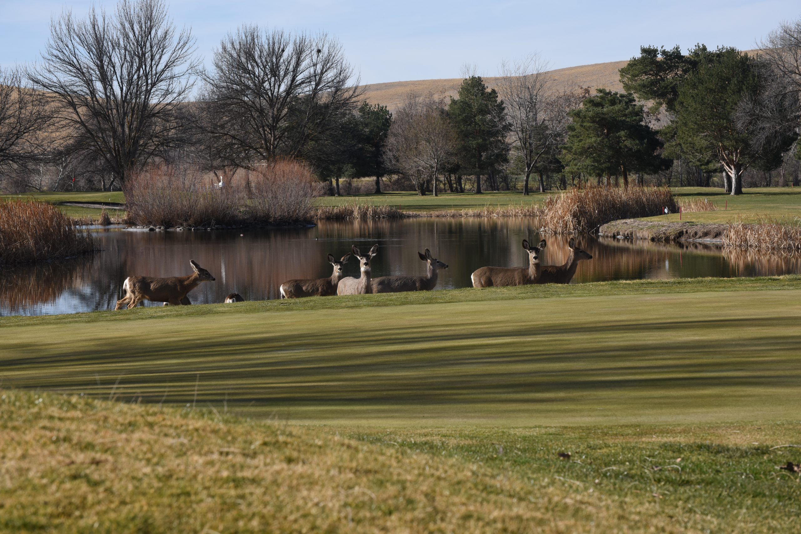 Part of a herd of 15 mule deer pause near a sand trap between the 14th green and a lake at Birch Creek Golf Course Feb. 28. The course was purchased last June by the Confederated Tribes of the Umatilla Indian Reservation. The golf course and clubhouse, including a restaurant, are being managed by Wildhorse Resort.