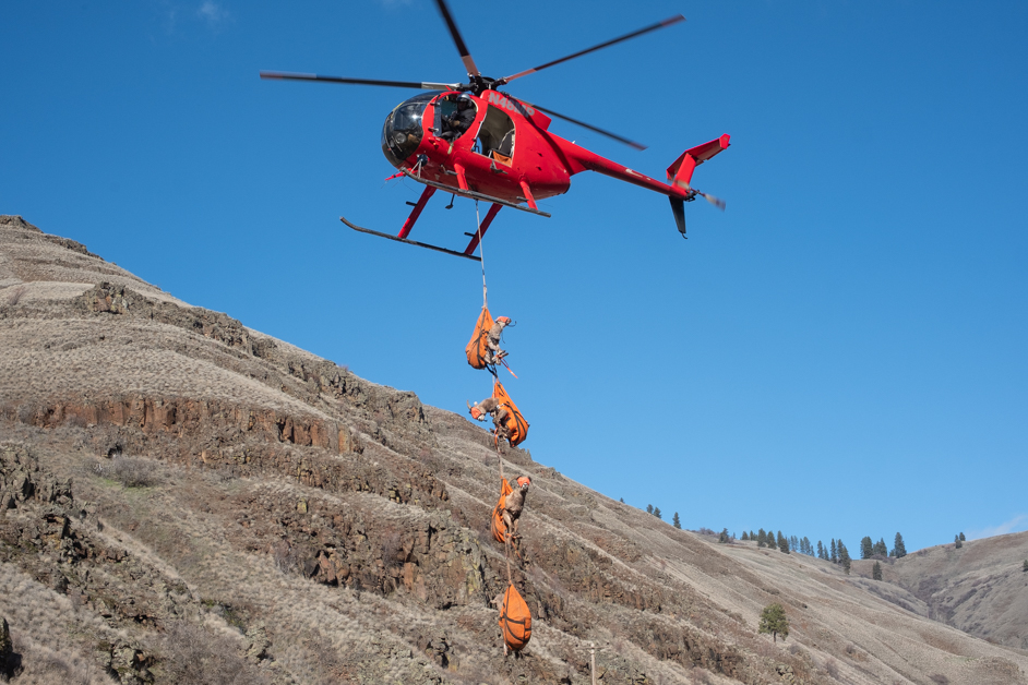 Cross-state effort protects bighorn sheep in the Pacific Northwest