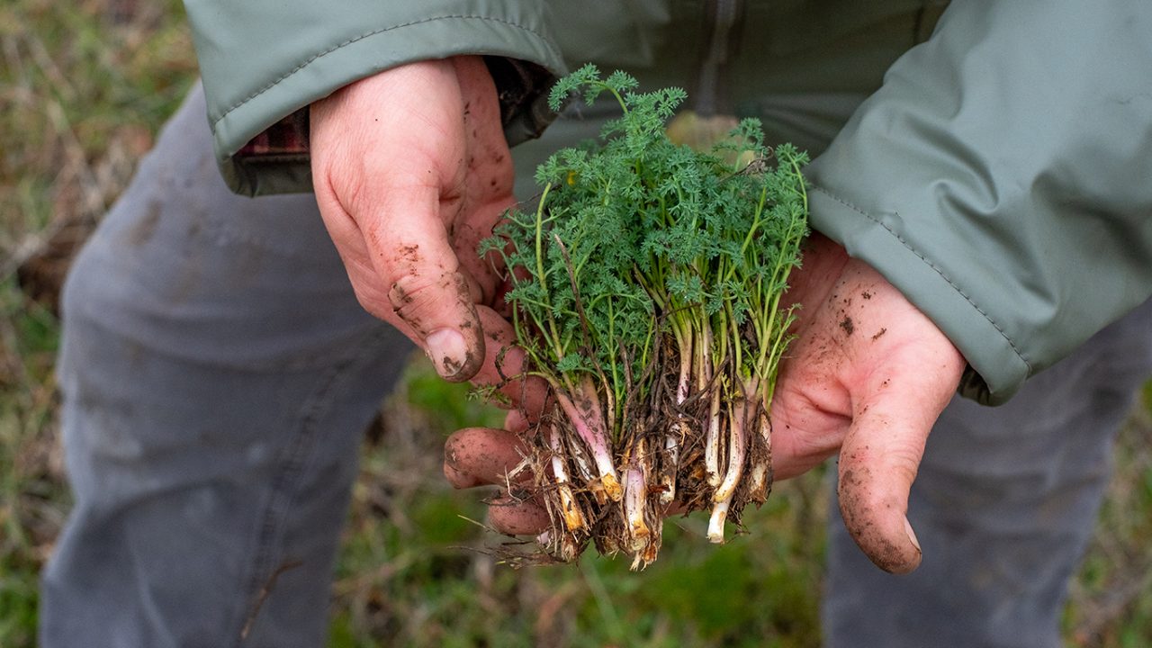 Latit Latit annual excursion