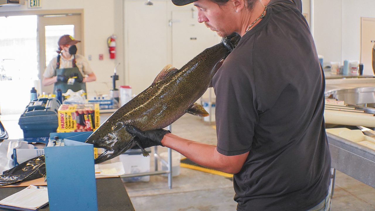 CTUIR awarded $6.91M for fish hatchery, collection activities