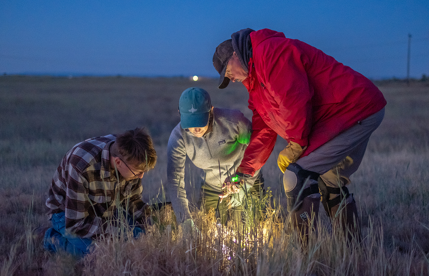 Burrowing Owl Wanaket project holds steady
