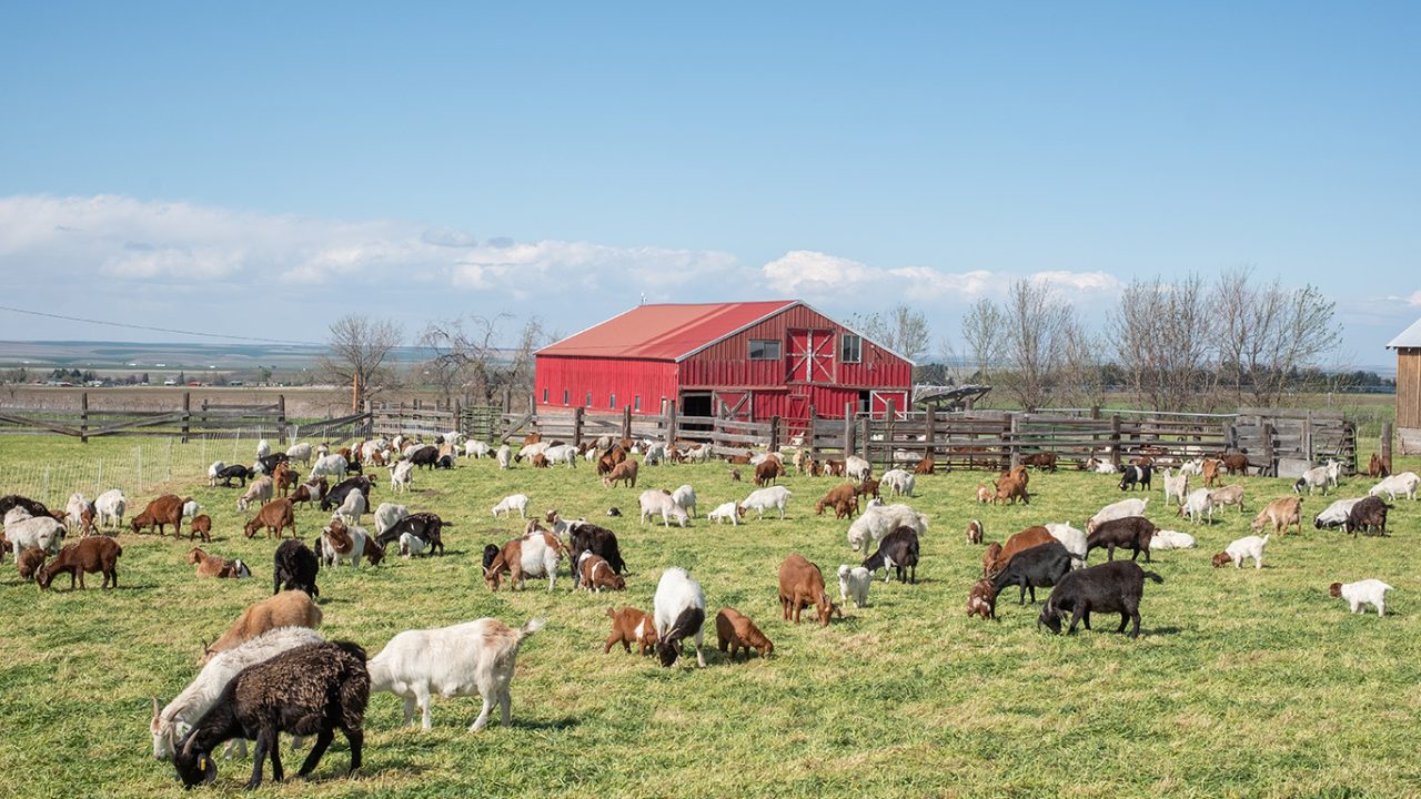 Grazing goats help manage weeds, lower wildfire risk in Mission