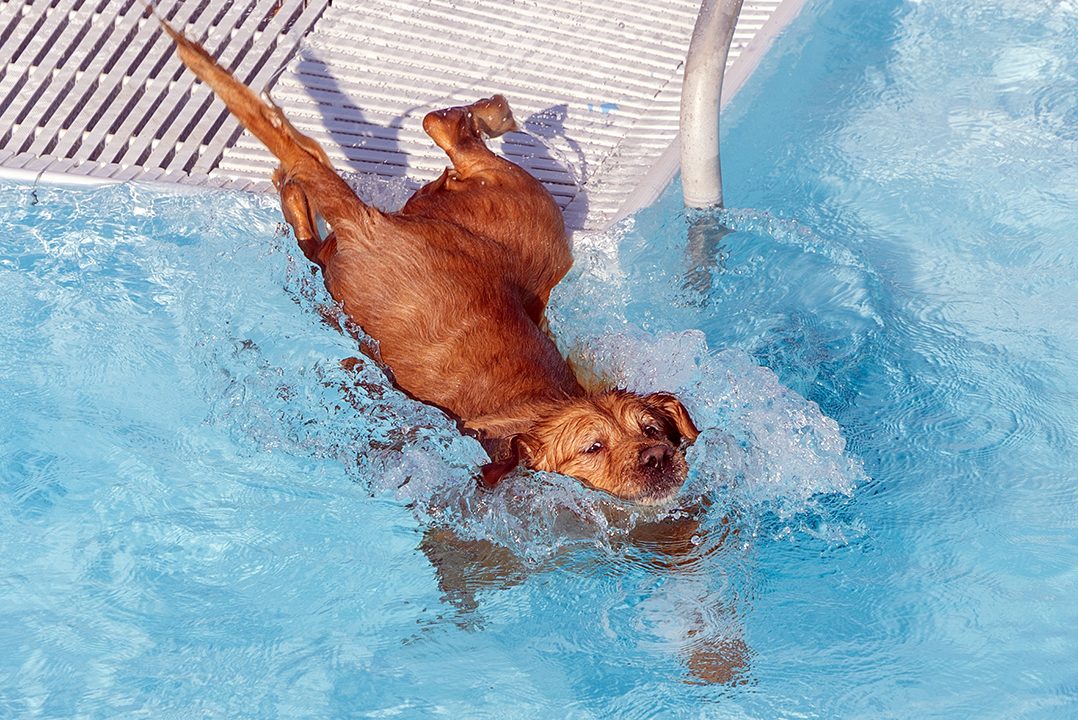 Through the Lens: Pendleton’s biggest paw-ty of the summer
