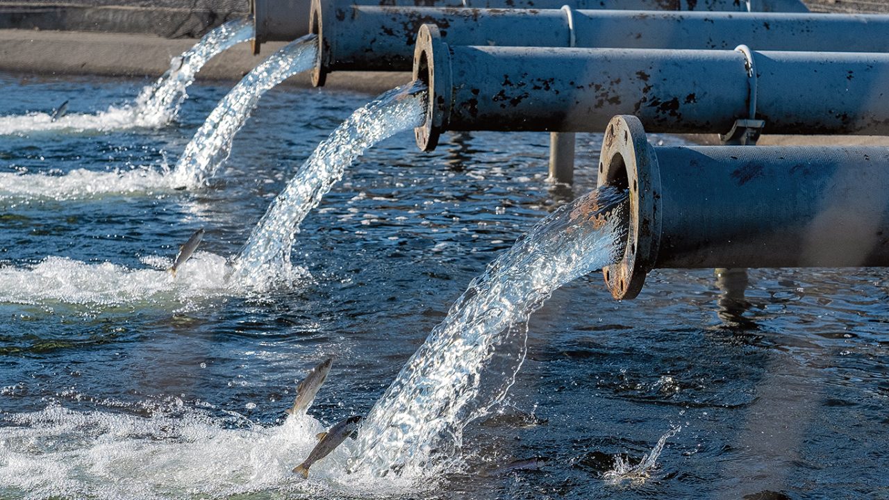 The long road home for Columbia Basin salmon